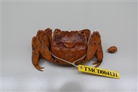 藏品(帝王仿相手蟹)的圖片